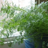 Pravilan uzgoj kopra na prozorskoj dasci iz sjemena